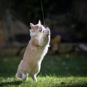 Serene Nature for Kitties: Chill Birds Soundscape for Joyful Cats - Nature Bird Sounds