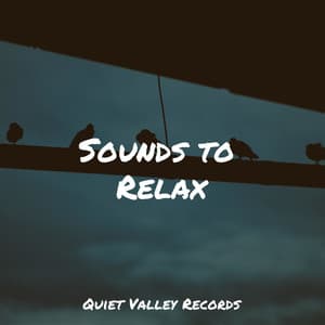 Sounds to Relax - Ambient Nature White Noise