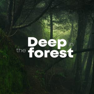Deep In The Forest - Rain Recorders