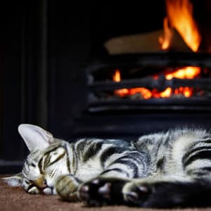 Feline Fireside Serenity: Binaural Nature Sounds for Cats - Binaural Systems