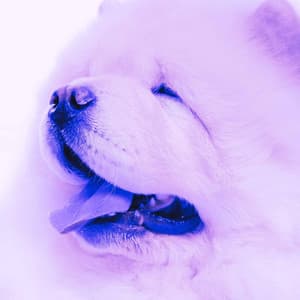 Ambiance for Vegging Out Doggo - Puppy Music