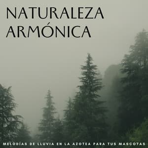 Naturaleza Armónica: Melodías De Lluvia En La Azotea Para Tus Mascotas - Club de música Lofi
