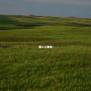 揺れる植物 - Japan Cafe BGM