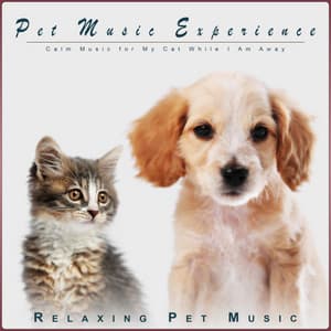 Pet Music Experience: Calm Music for My Cat While I am Away - Cat Music Experience