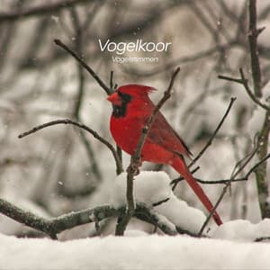 Vogelkoor - Vogelstimmen