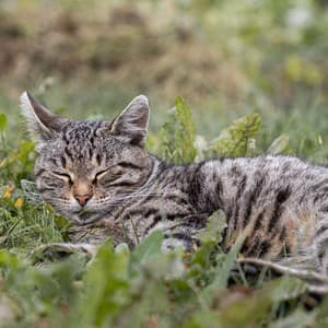 Binaural Rainy Nocturnes: Gentle Cat Dreamscape - Binaural Beats Solitude