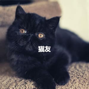 猫友 - Bossanova Playlist