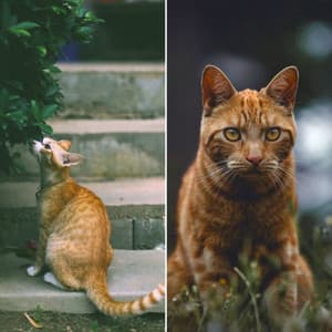 Simple Quartet Jazz - Background for Funny Cats - Música para dormir Gatos