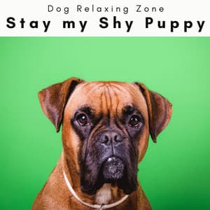 4 Paws: Stay my Shy Puppy - Dog Relaxing Zone