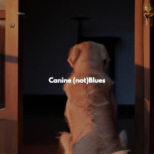 Canine Blues - Smooth Deluxe Dinner Jazz Group
