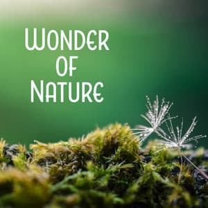 Wonder of Nature - Stress Relief, Full Mute, Best Cure, Most Beautiful - Bruits naturels