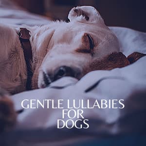 Gentle Lullabies for Dogs - Puppy Music