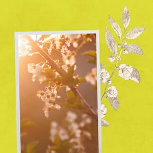 Music for Lazy Chill Peace - Quiet Alto Sax - Classy Bossa Piano Jazz Playlist