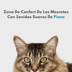 Zona De Confort De Las Mascotas Con Sonidos Suaves De Piano - Piano Relajante