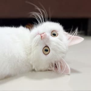 Cat Melody: Calm and Happy Felines Meditation Music - Relaxing and Calming