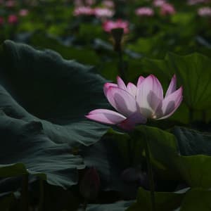 Free Your Mind with Chakra Music - Delta Binaural Beats Spa Retreat - Deep Sleep