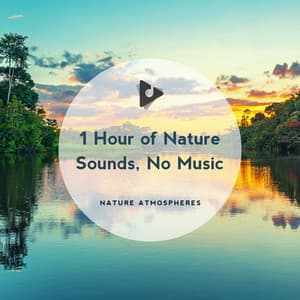 1 Hour of Nature Sounds, No Music - Nature Atmospheres
