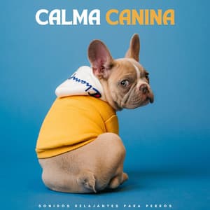 Calma Canina: Sonidos Relajantes Para Perros - Música Ambiente