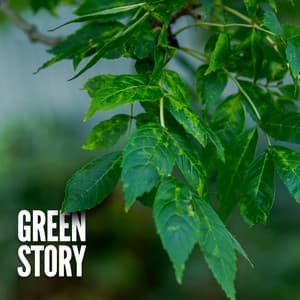 Green Story - Rain Recorders