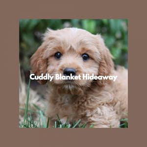 Cuddly Blanket Hideaway - Calming Dog Jazz