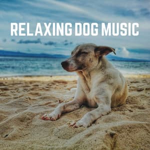 Relaxing Dog Music - Dog Sleep Dreams