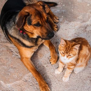 Paws and Plumage: Ambient Bird Sounds for Pet Relaxation - Smooth Chill Playlist