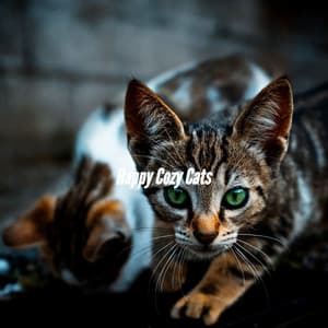 Happy Cozy Cats - Smooth Jazz New York