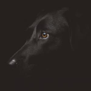 Joyful Playlist: Music for Energetic Dogs - Sleeping Music For Dogs