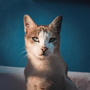 Música Para La Paz De Las Mascotas: Armonías Calmantes Para Animales - Banda Marina