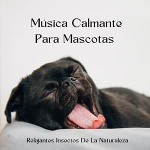 Relajantes Insectos De La Naturaleza: Música Calmante Para Mascotas - El proyecto de la naturaleza