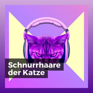 Schnurrhaare der Katze - Katzenmusik