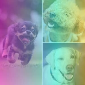 Background Music for Playful Dogs - Dog Music Library