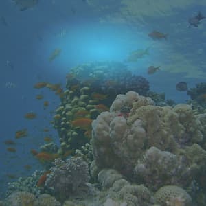 ASMR Ocean Resonance: Mindfulness Waves for Meditation - Wind and Oceans