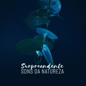 Surpreendente Sons da Natureza – Concentração, Estude, Relaxar, Meditação, Dormir, Yoga & Spa - Ruído Branco Academia De Música