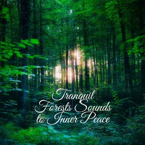 Tranquil Forests Sounds to Inner Peace - Forest Hills Music Universe