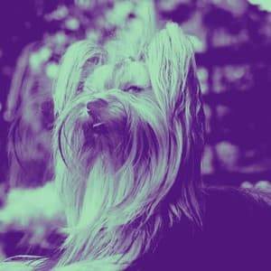 Feelings for Puppy Blues - Relajado Musica Relajante para Perros