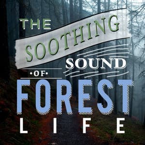 The Soothing Sound of Forest Life - Bird Sounds