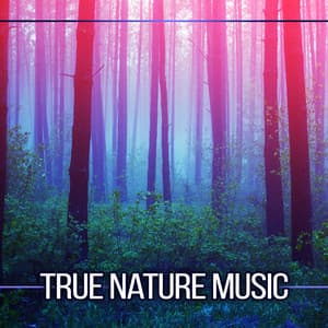 True Nature Music - The Calming Sounds Of Nature