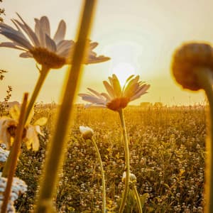 1 Chakra Unlocked: Divine Waves - Spa Music Relaxation