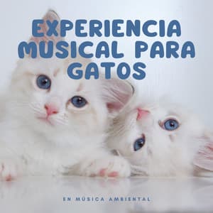 Experiencia musical para gatos en música ambiental - Tranquilidad Eterna