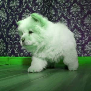 Trio Jazz - Background for Doggy Luxury - Relax My Puppy