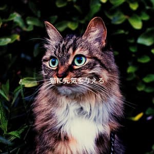 猫に元気を与える - Light Dinner & Jazz