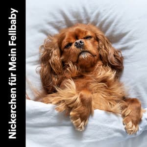 Nickerchen für Mein Fellbaby - Hundemusik