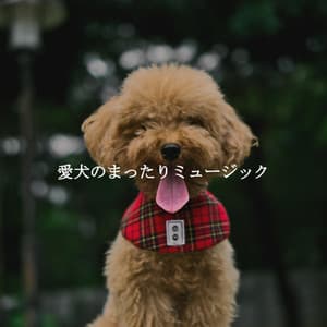 愛犬のまったりミュージック - Bossa Nova Jazz Cafe