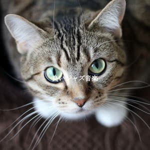 良いジャズ音楽 - Jazz Rilassante Progetto