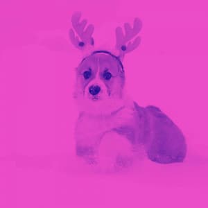 Backdrop for Puppy Training Time - Calming Dog Jazz Classics