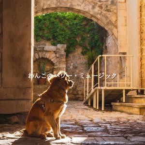 わんこのパワー・ミュージック - Soft Jazz Radio