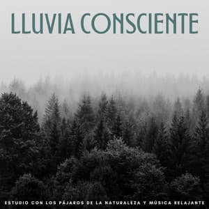 Lluvia Consciente: Estudio Con Los Pájaros De La Naturaleza Y Música Relajante - Danny sonidos de lluvia