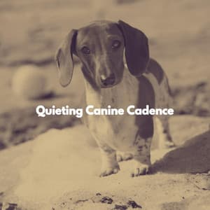 Quieting Canine Cadence - Música de Trabajo Ambiente