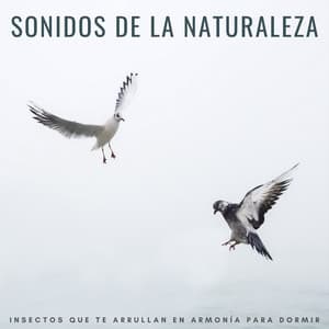 Sonidos De La Naturaleza: Insectos Que Te Arrullan En Armonía Para Dormir - Sonidos de la Naturaleza para Dormir